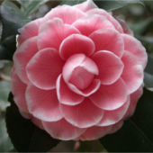 ruth pridgen